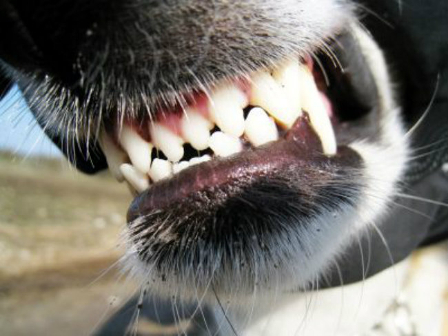 Dog Teeth