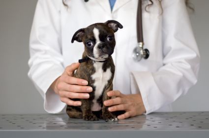 Common Allergies Caused By Dog Food