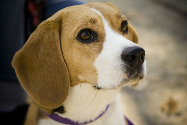 Best Dog Food For Beagles