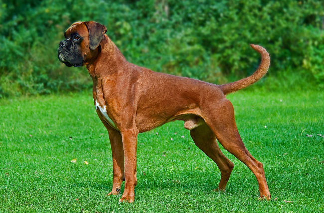 Best Dog Food For Boxers