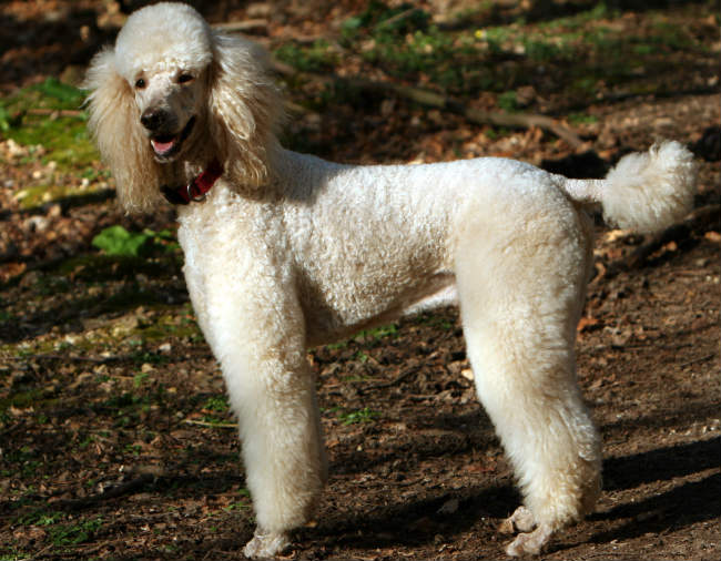 standard poodle dog food