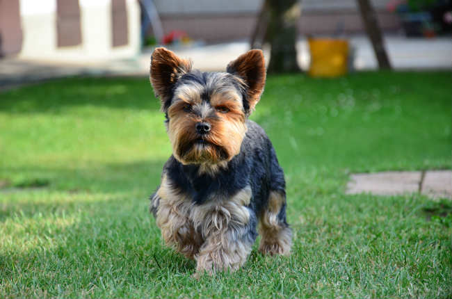 Best Dog Food For Yorksire Terriers