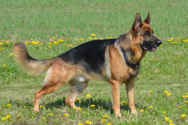 top german shepherd