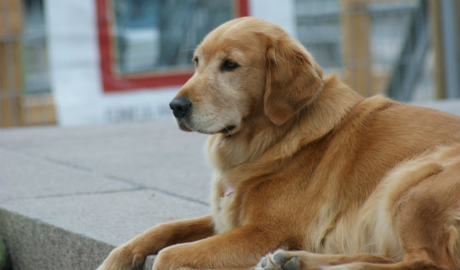 Golden Retriever Dog Food