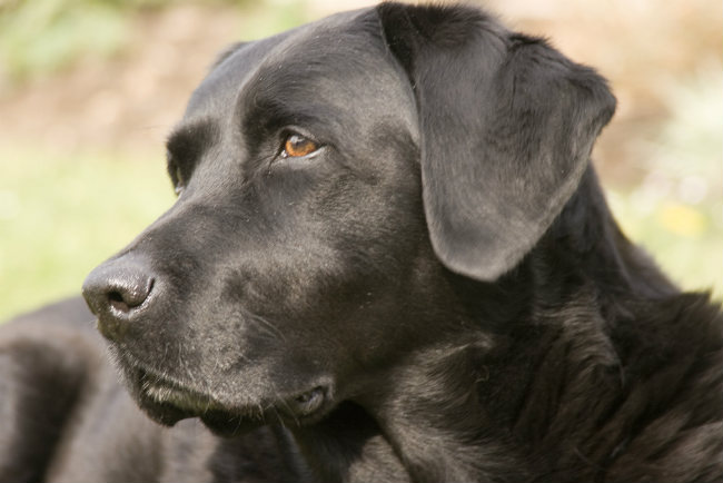 large breed labrador