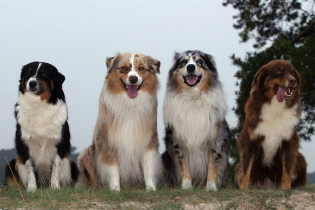 fat australian shepherd