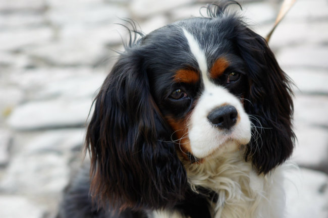 cavalier king charles diet