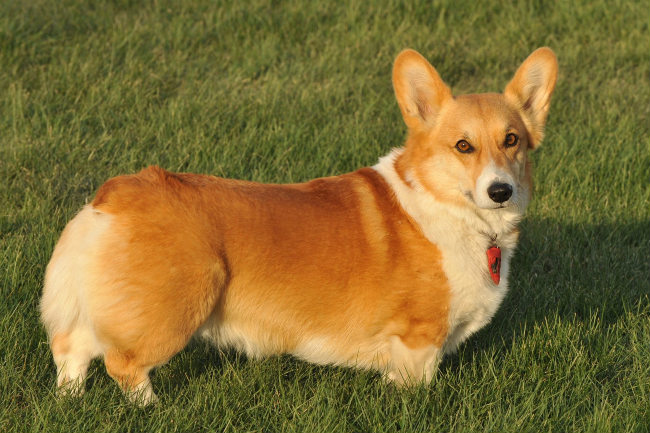 Best Dog Food For Corgis