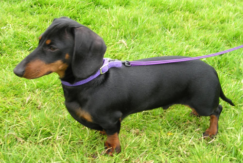 Best Dog Food For Dachshunds