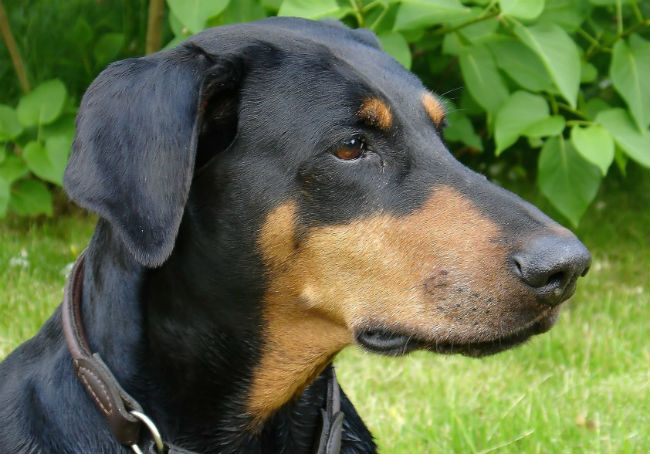 Best Dog Food for Doberman Pinschers