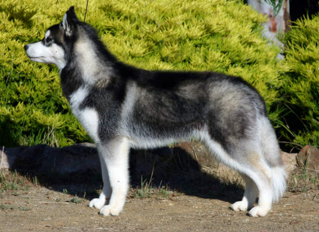 husky variety