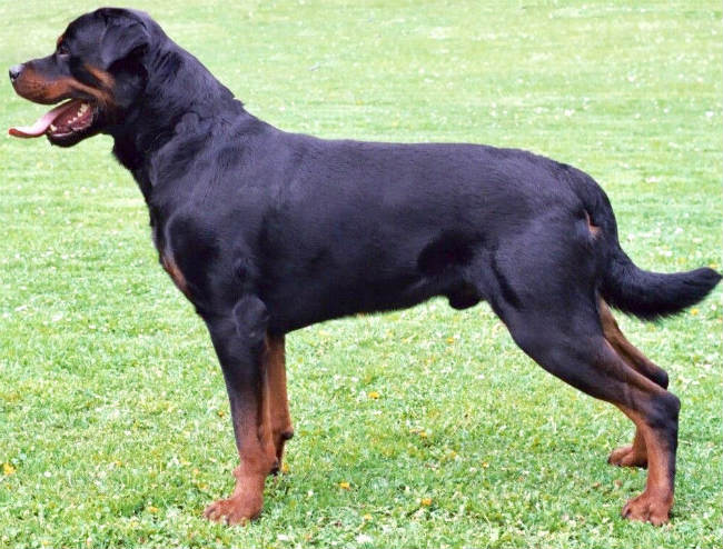 what is the best dog food for my rottweiler