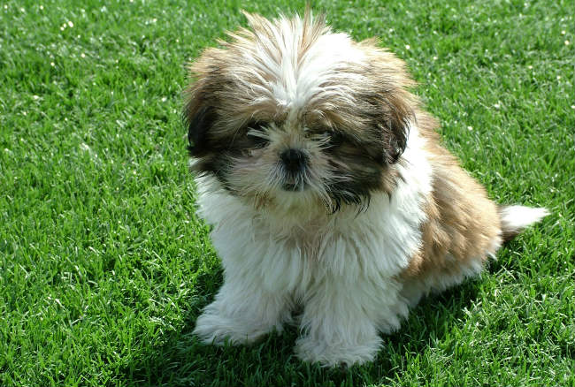 best dog food brands for shih tzu