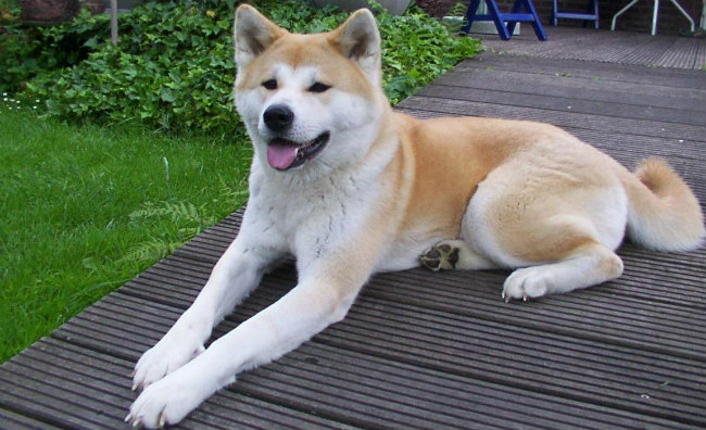 akita adult size