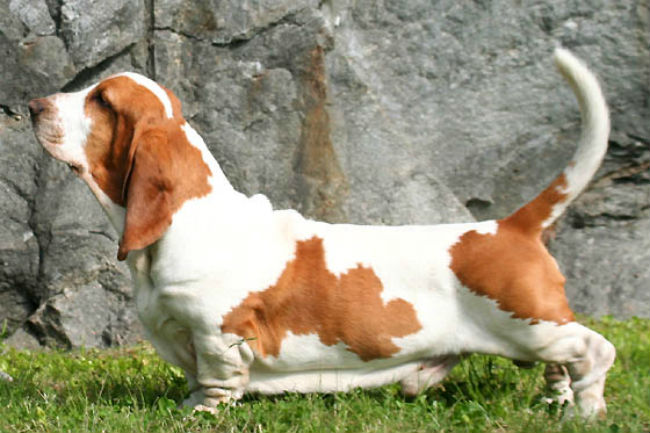 The Best Dog Food for Basset Hounds