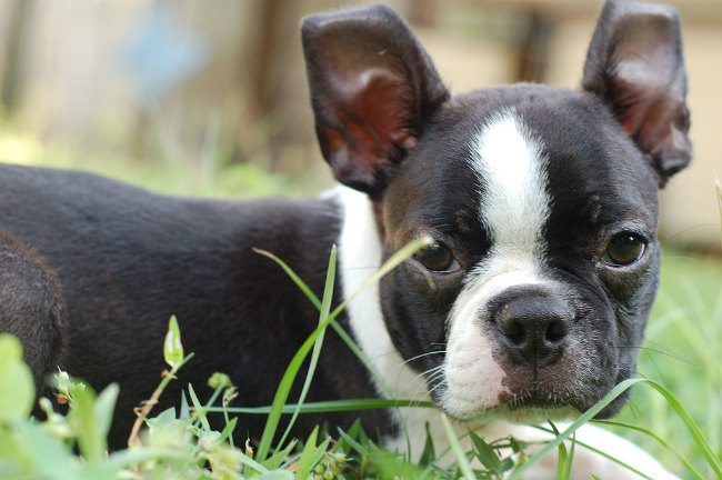 Best Dog Food For Boston Terriers