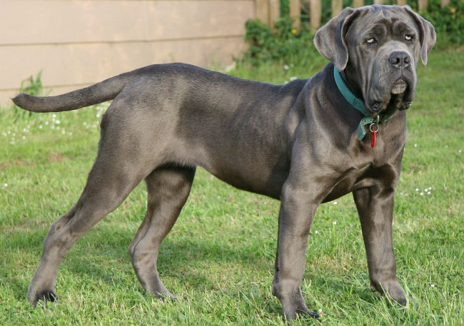 blue english mastiff