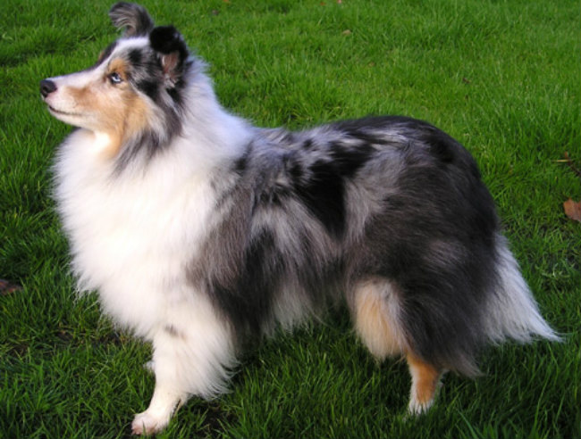 Best Dog Food For Shetland Sheepdog