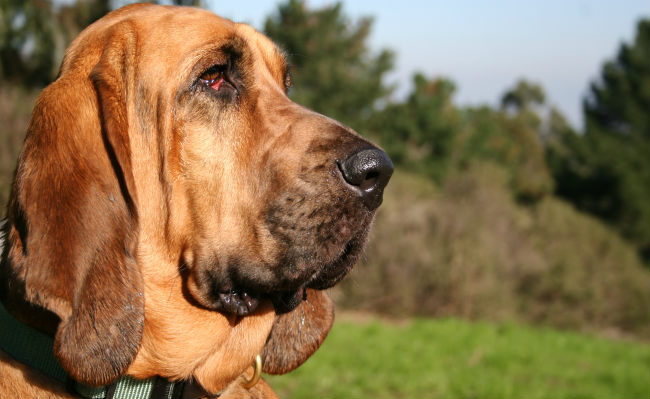 Best Dog Food For Bloodhounds
