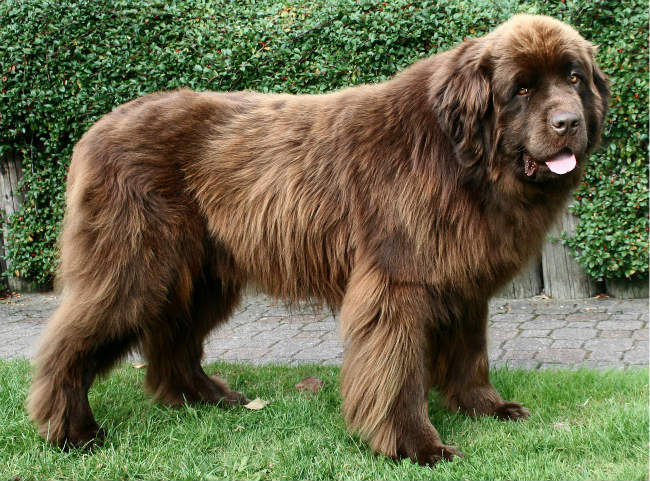 What Is The Best Dog Food for Newfoundlands?