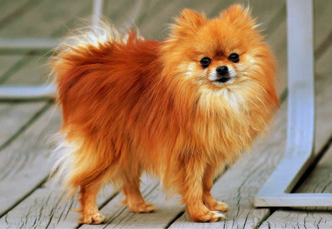 Best Dog Food For Pomeranians