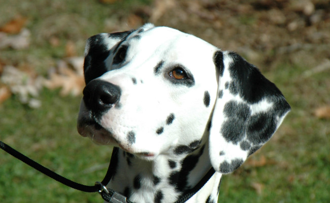 Best Dog Foods For Dalmatians