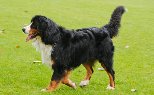 dog food for bernese mountain dog