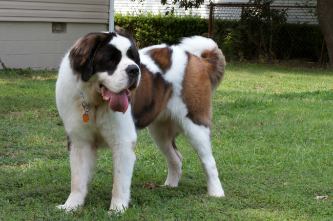 Saint Bernard Food Chart