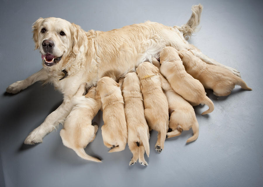How To Wean Your Puppy