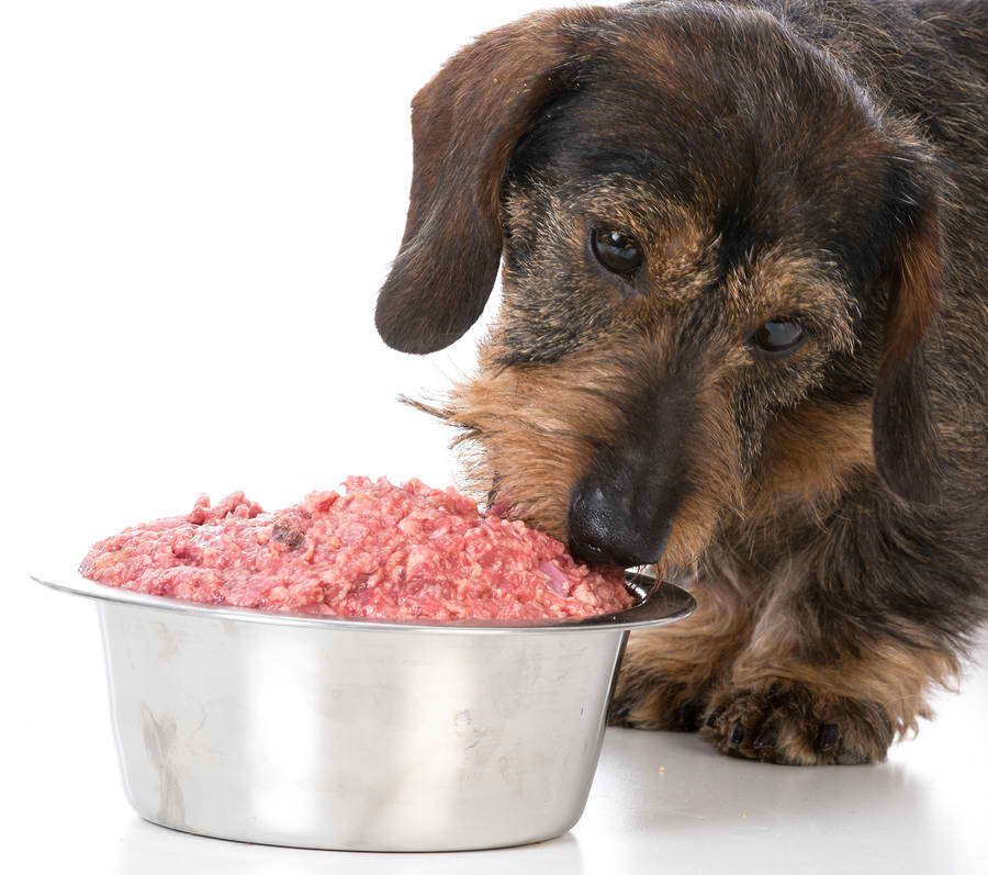 giving dogs raw meat diet