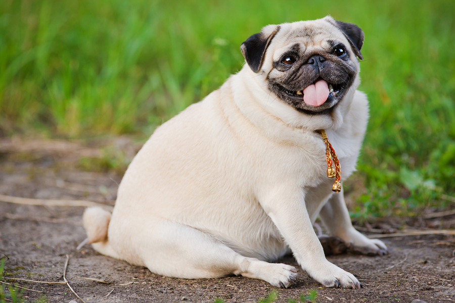 The 3 Best Foods For Your Overweight Dog