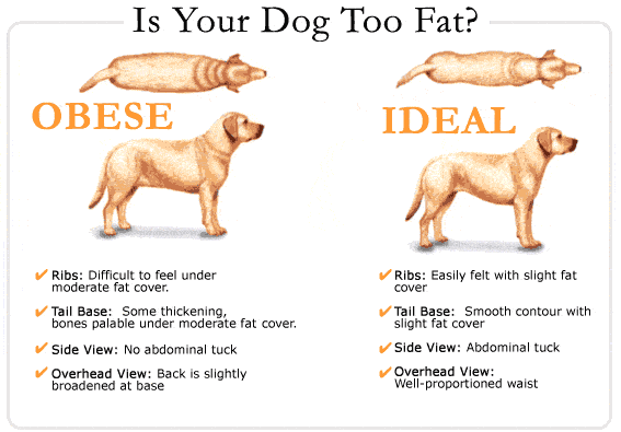 Is Your Dog Too Fat?