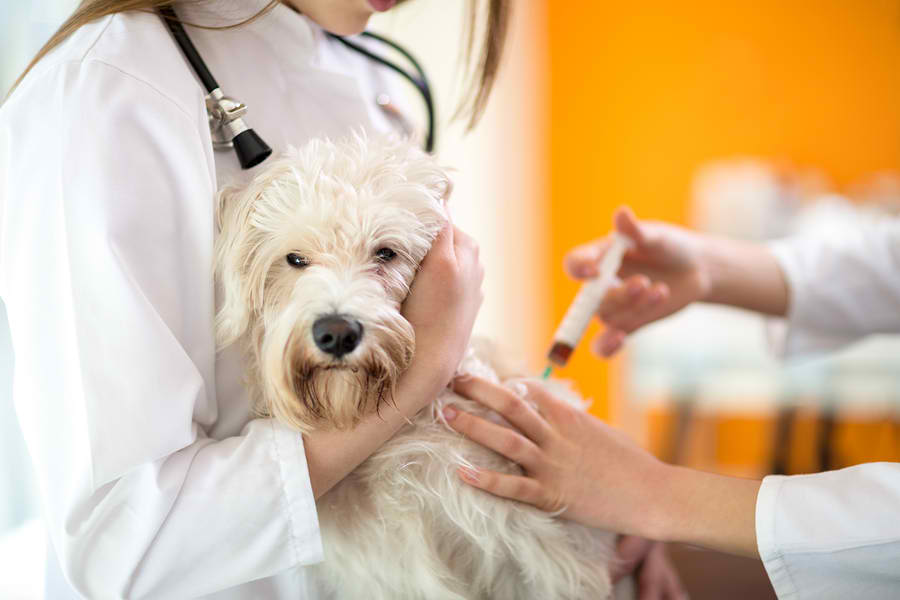 can diabetes cause paralysis in dogs