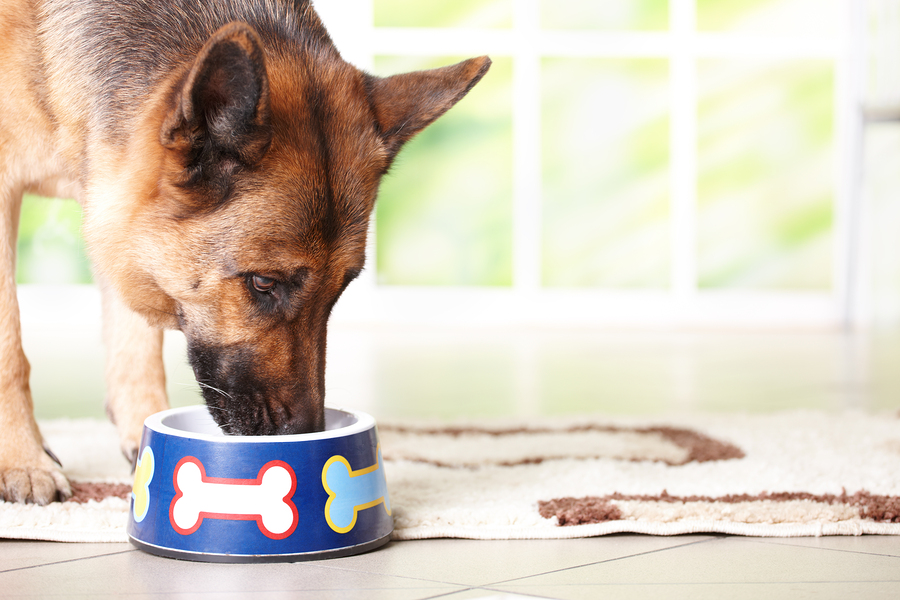 Best Senior Dog Foods