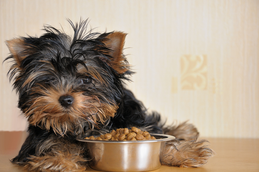 Small Breed Dog Food