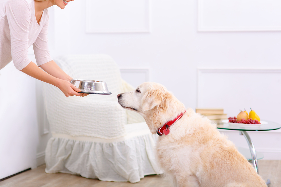 The Best Schedule For Feeding Your Dog