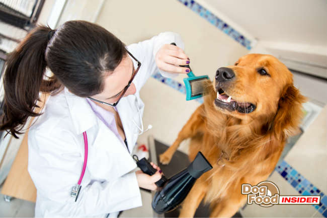 Dog Being Groomed