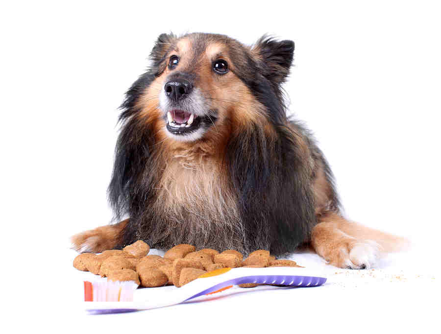 dog food that cleans teeth