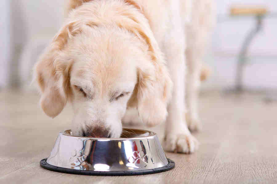 Feeding Schedule For Adult Dogs