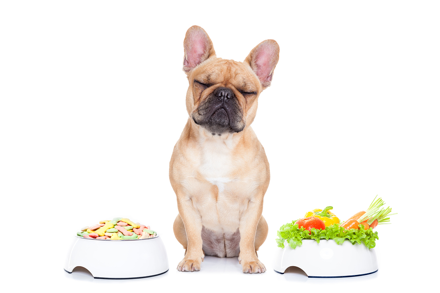 Dog Nutrition