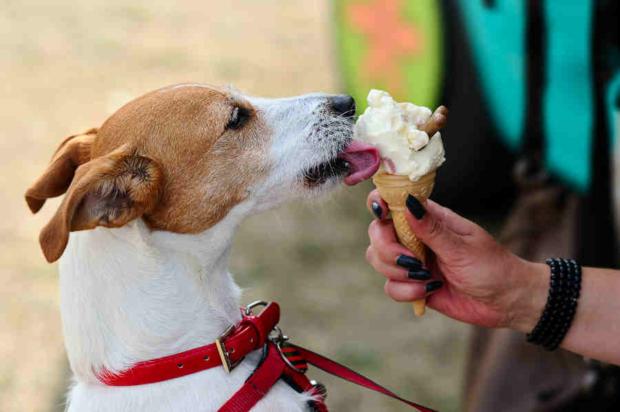 Cool Summer Treats For Your Dog