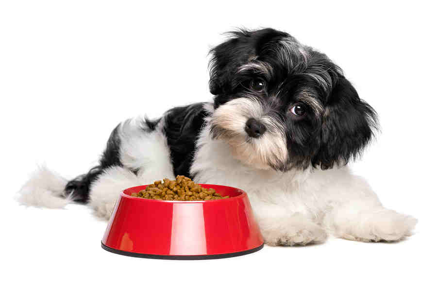 Small Dog Feeding Guide