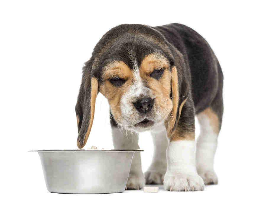 Best Dog Foods For Poor Digestion