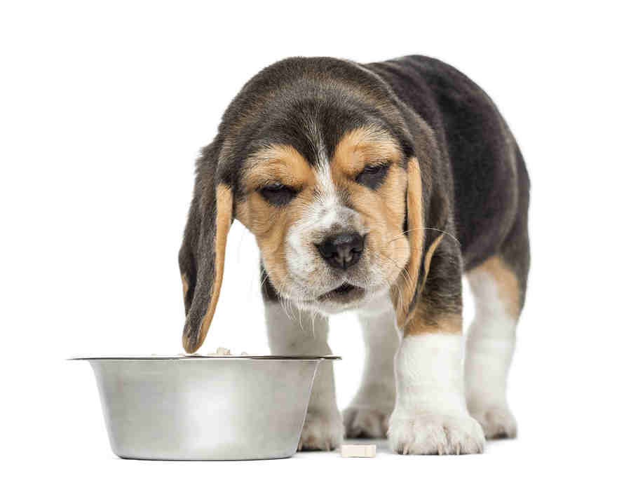 best dog food for digestive care