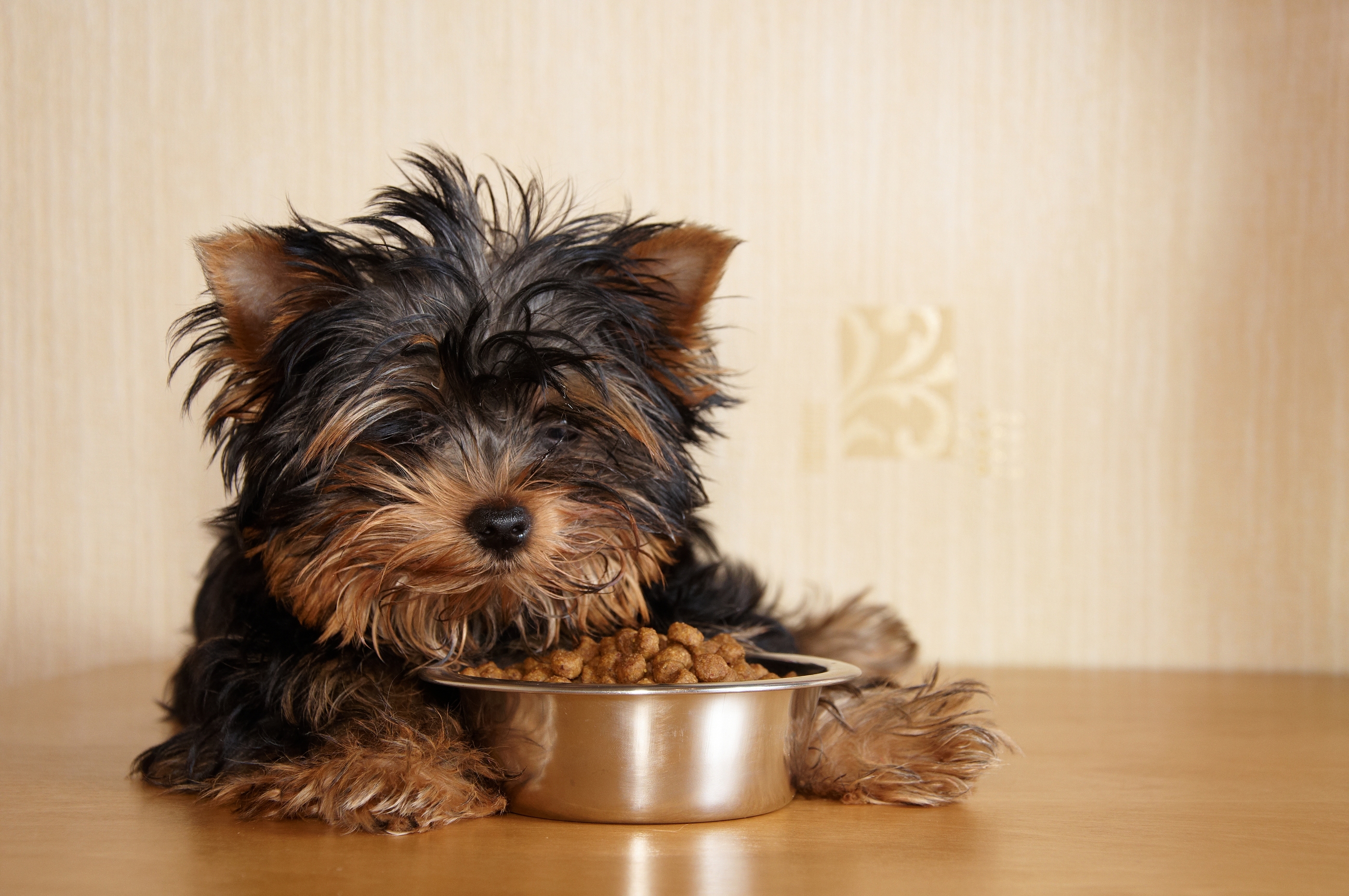 Review Dog Food