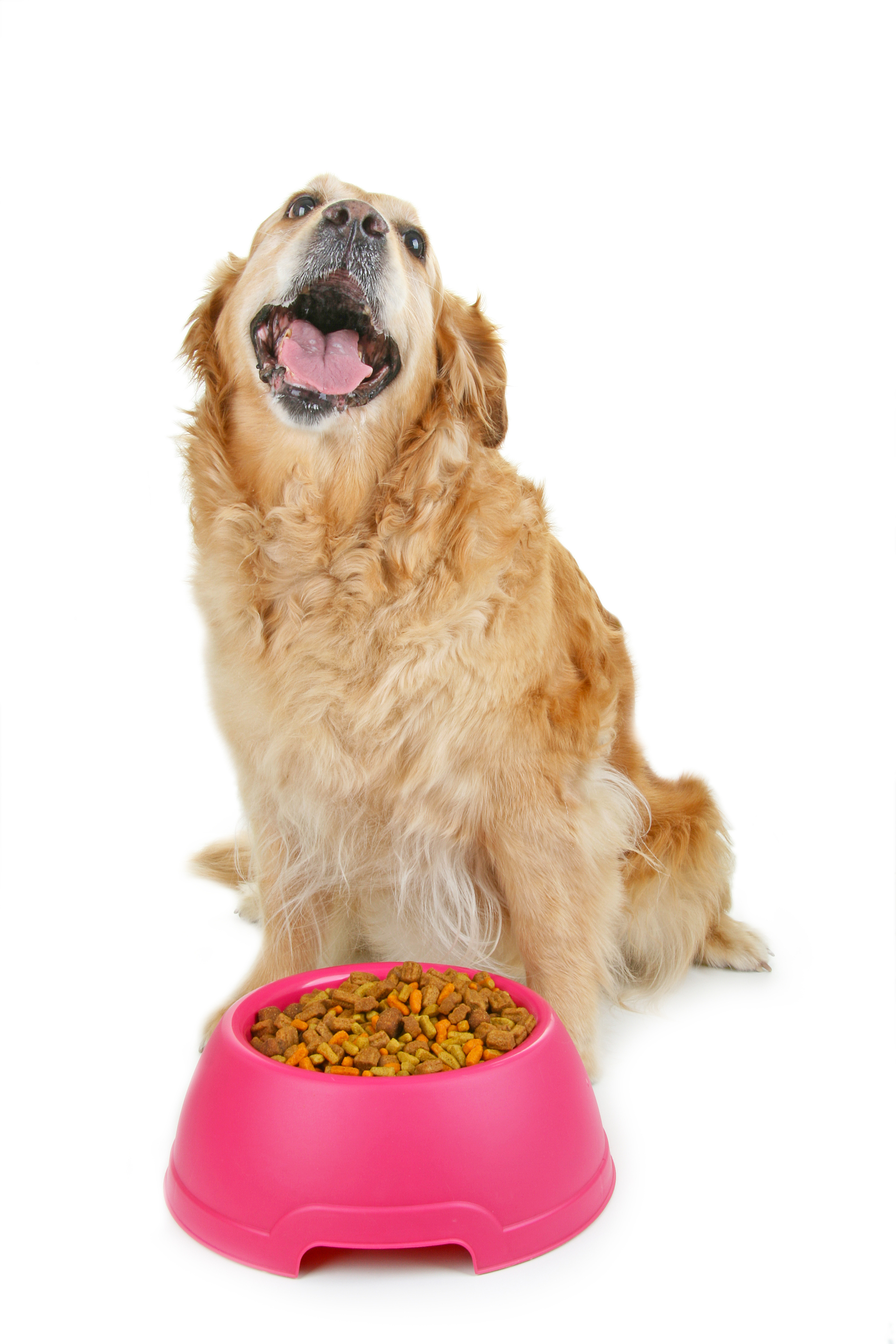 Healthiest Dog Food