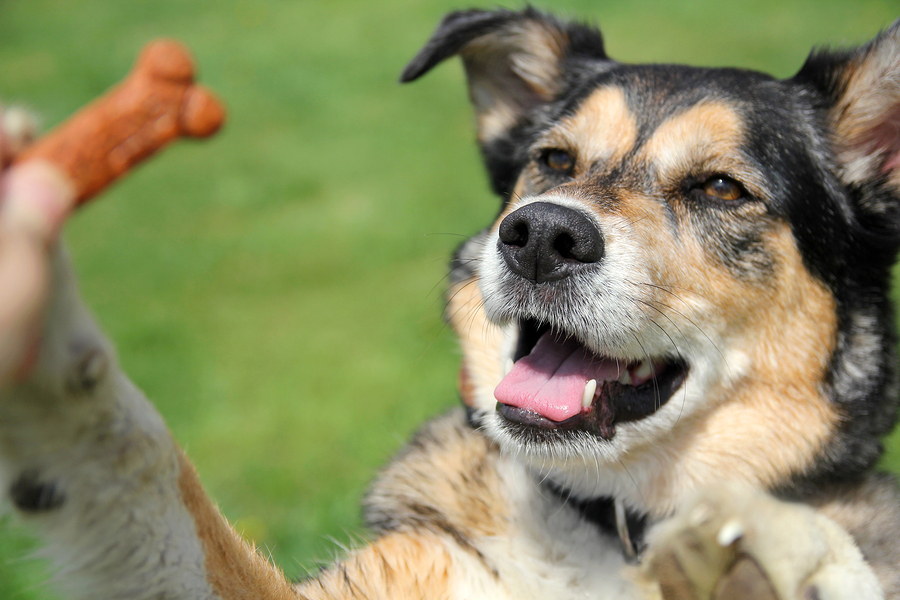 How To Pick Healthy Treats For Your Dog