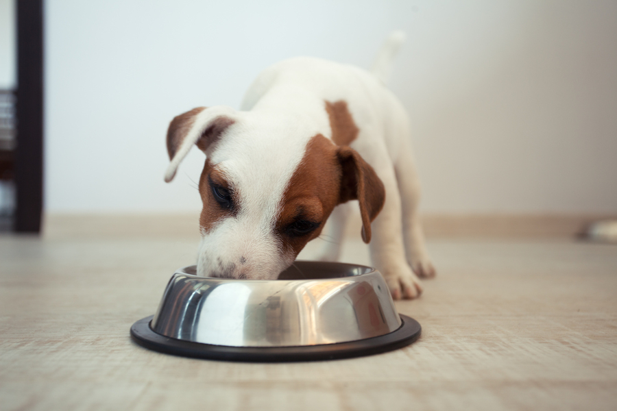 9 Tricks To Getting Your New Puppy To Eat