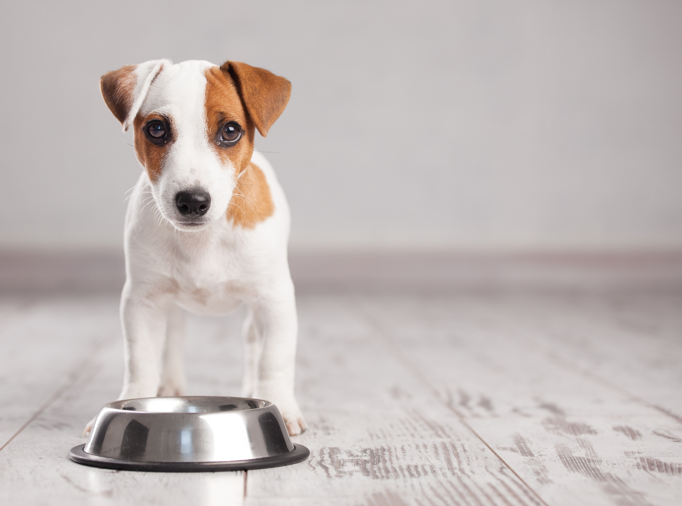 Puppy Food Ratings