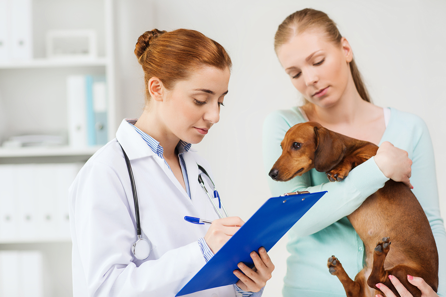 Everything You Need To Know About Prescription Dog Food